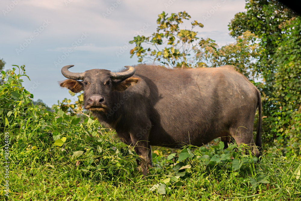Water buffalo in bush looking at camera Water buffalo in bush looking at camera