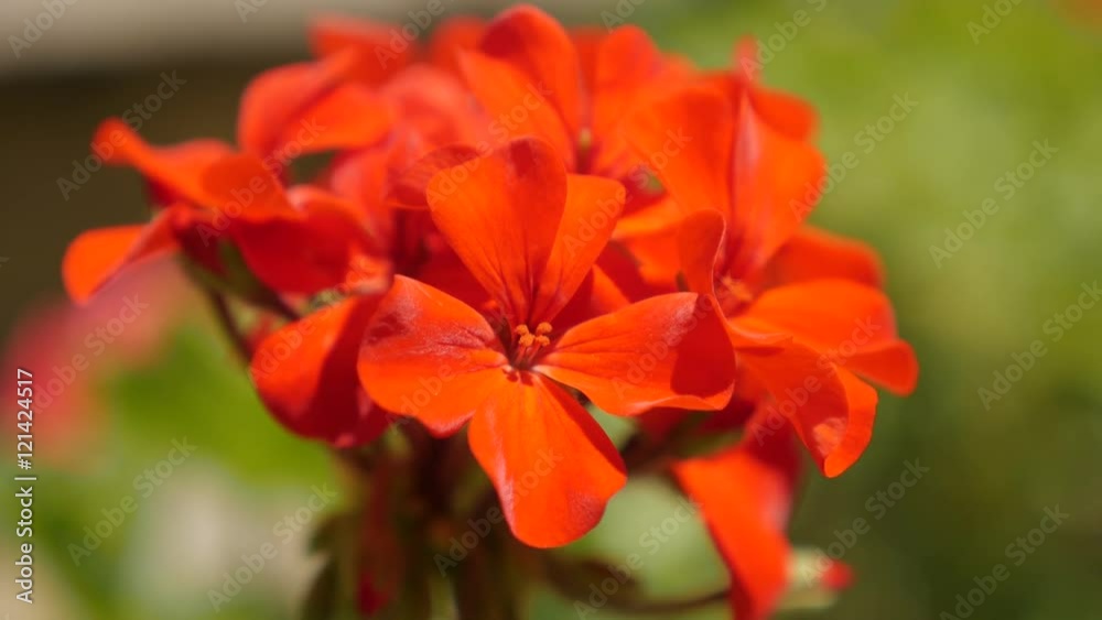 Tiny red Geranium flower blossom in the garden shallow DOF 4K 2160p 30fps UltraHD footage - Close-up Cranesbills beautiful plant in natural environment 3840X2160 UHD video Tiny red Geranium flower blossom in the garden shallow DOF 4K 2160p 30fps UltraHD footage - Close-up Cranesbills beautiful plant in natural environment 3840X2160 UHD video