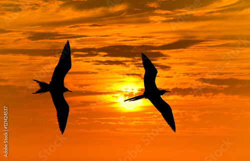 Photography Birds Silhouettes Flying