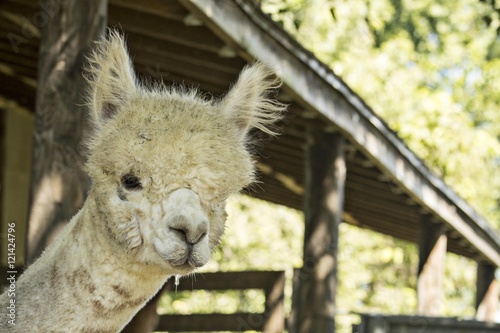 alpaca with his ears up