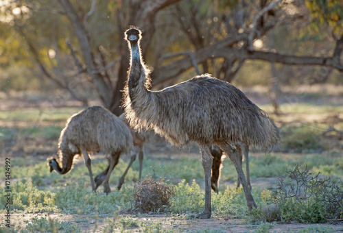 Fototapet Australia's flightless bird the Emu