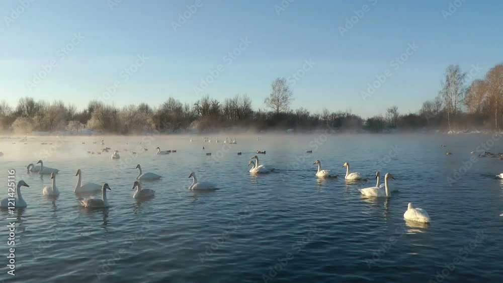 Swans Cygnus cygnus on altai lake Svetloe in the morning mist at early morning Swans Cygnus cygnus on altai lake Svetloe in the morning mist at early morning