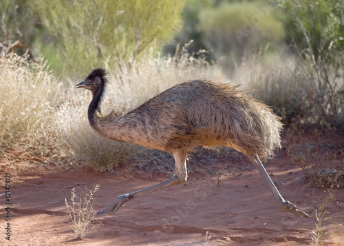 Australia's flightless bird the Emu