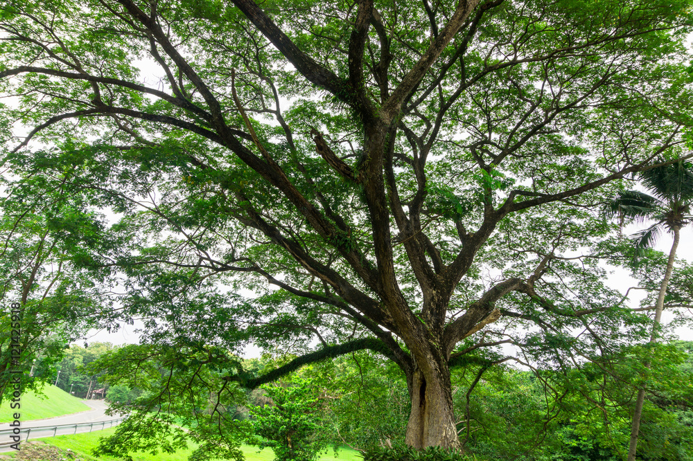 big tree trunk and tree branch in park