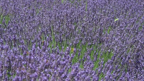 Lavender Field, Butterfly Flying
