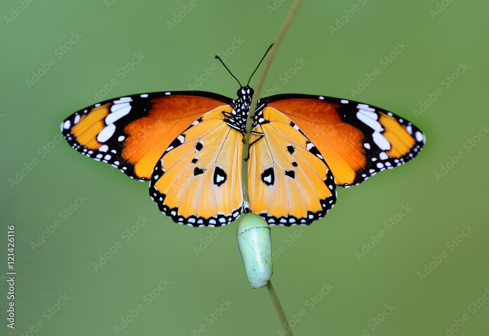 Fototapeta premium Butterfly