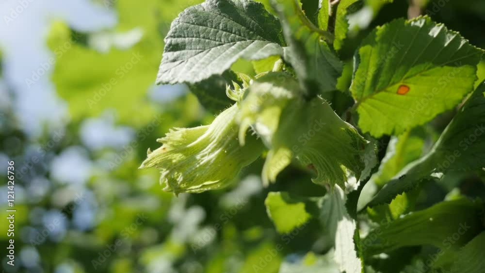 Hazelnut Tree Ripe Fresh green hazelnut organic fruit and leaves on the tree close-up 4K ...
