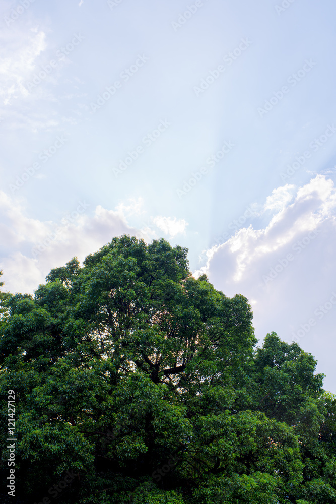 Obraz premium 木に隠れた太陽