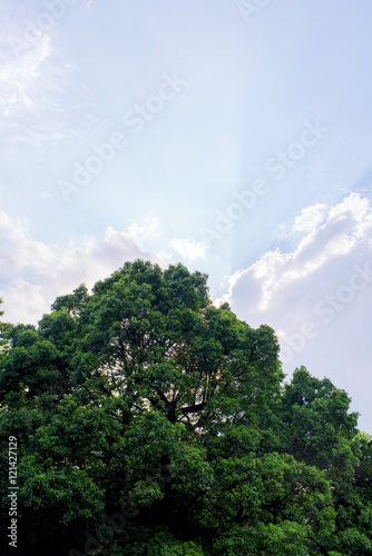
木に隠れた太陽