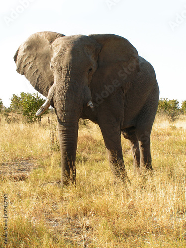 African Elephant © winterbilder