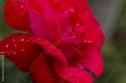 Red roses after rain.