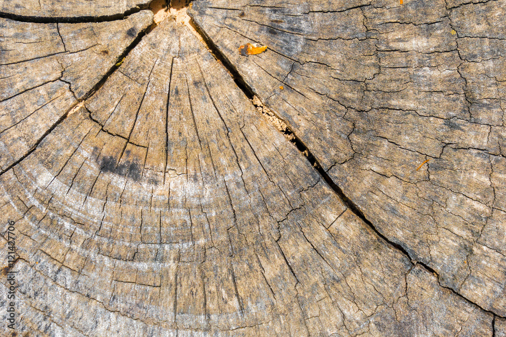Fototapeta premium inside brown log wood texture surface background