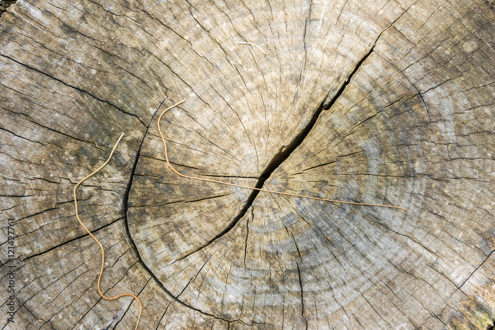 Fototapeta premium inside brown log wood texture surface background