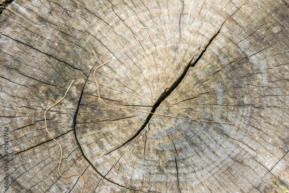 Fototapeta premium inside brown log wood texture surface background