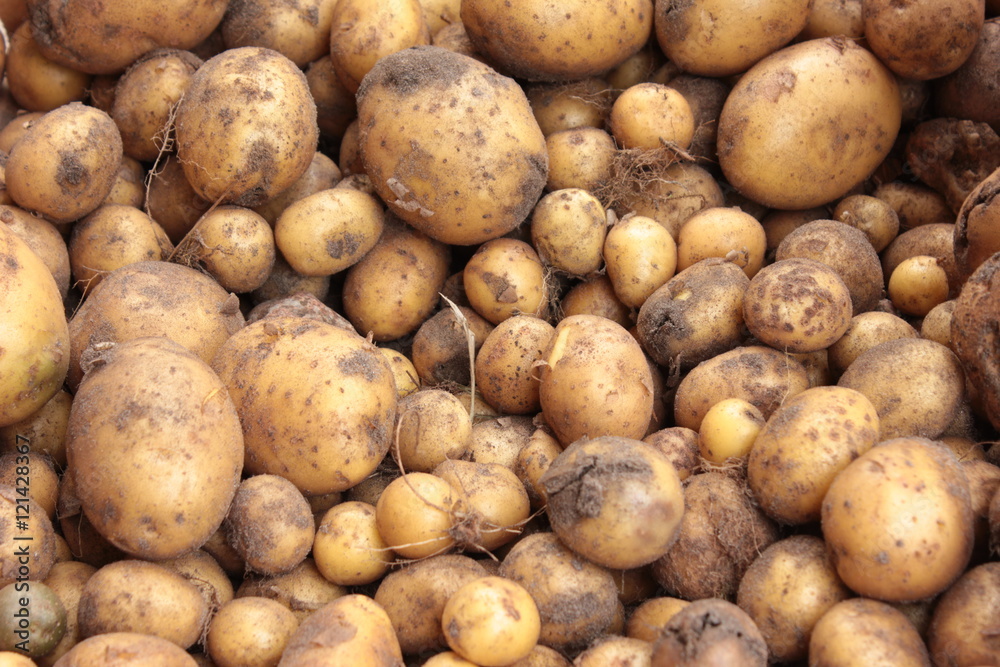 Kartoffel Ernte Dreckig Erde Boden Sand Hintergrund Kartoffel Ernte Dreckig Erde Boden Sand Hintergrund