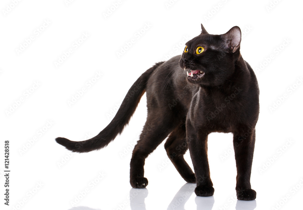 black cat with bright yellow eyes and an open mouth on a white background.