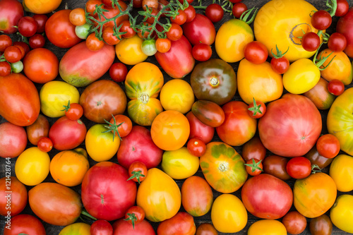 Colorful Tomatoes Background. Fresh Organic Tomatoes.