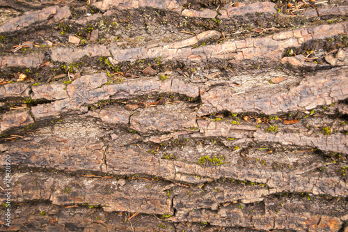 texture of dark wood. natural background.