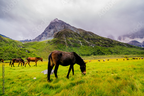 Horse in Yading Nature Reserve. a famous landscape in Daocheng  Sichuan  China.