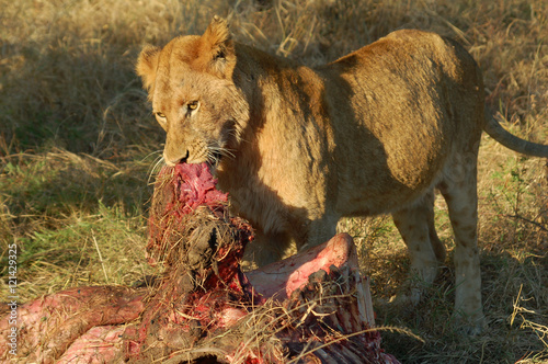 Lion with Prey photo