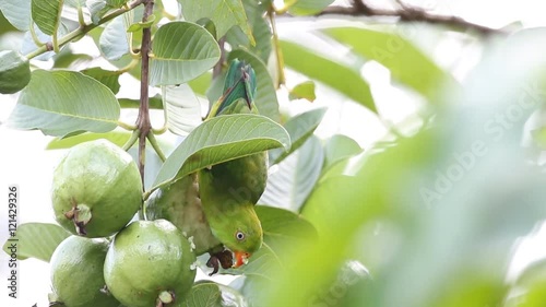 Vernal Hanging Parrot eating Guava fruit
