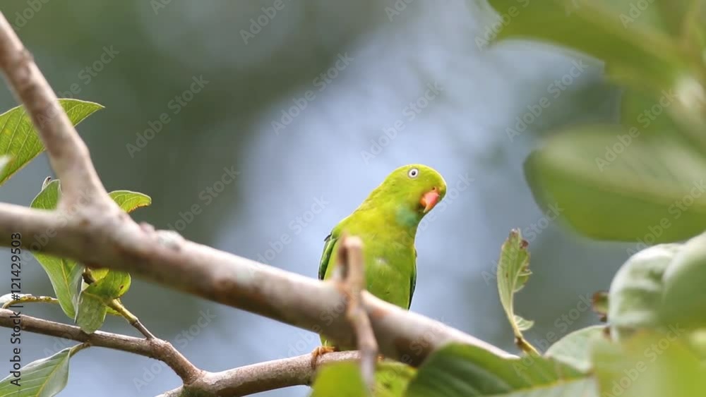 Vernal Hanging Parrot eating Guava fruit
Vernal Hanging Parrot eating Guava fruit