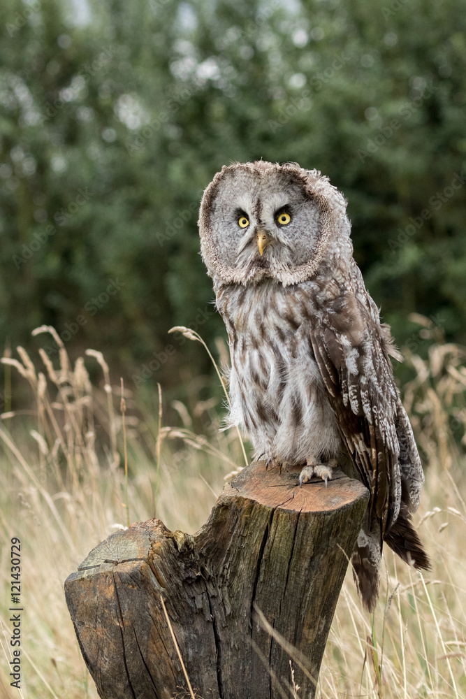 Great grey owl perched on a log with golden grass and green foliage hedge in the background. Great grey owl perched on a log with golden grass and green foliage hedge in the background.