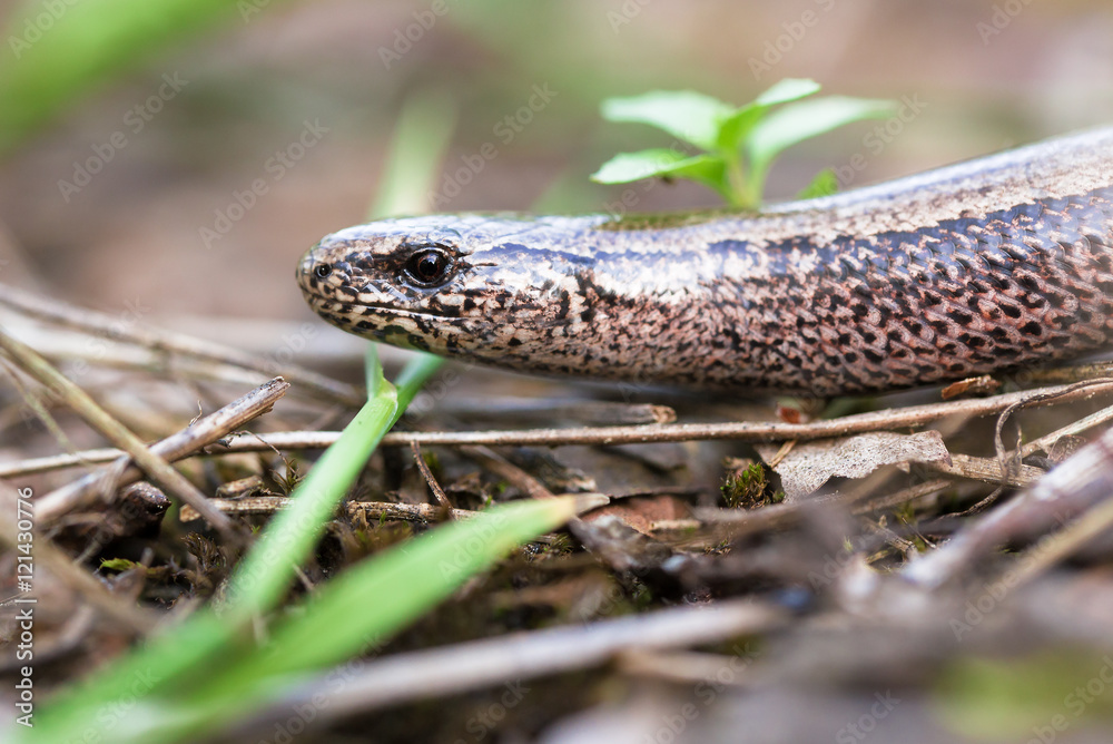 Slow Worm or Blind Worm, Anguis fragilis Slow Worm or Blind Worm, Anguis fragilis