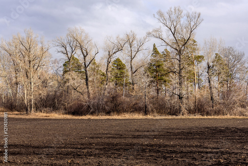 field trees spring arable