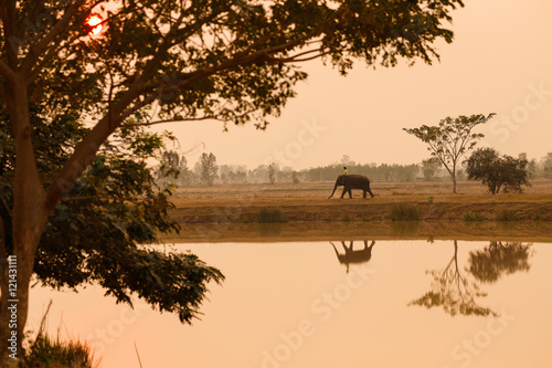 Beautiful silhouette Elephant with mahout walks at sunset.