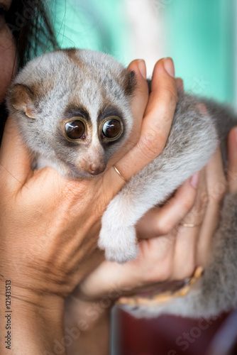 Cute slow loris being held by a tourist at a Thailand market photo