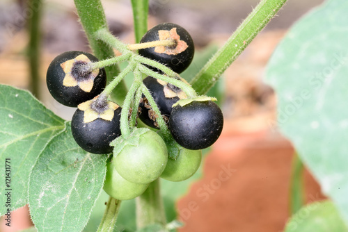 Vászonkép Ripe and Unripe Belladonna Berries and Seeds