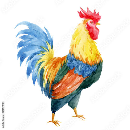 Fotografia Watercolor cock rooster