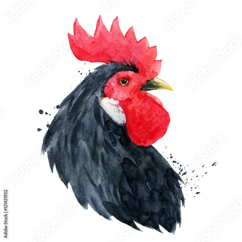 Watercolor cock rooster