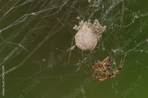 Spider on cobweb with eggs and baby spiders coming out against a blurred green background