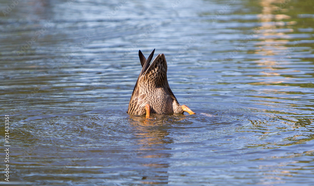 Fototapeta premium Mallard duck diving