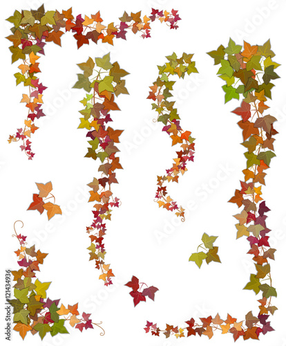 Hanging branches of autumn ivy with green, yellow and red leaves. Set of floral decorative elements isolated, on a white background.