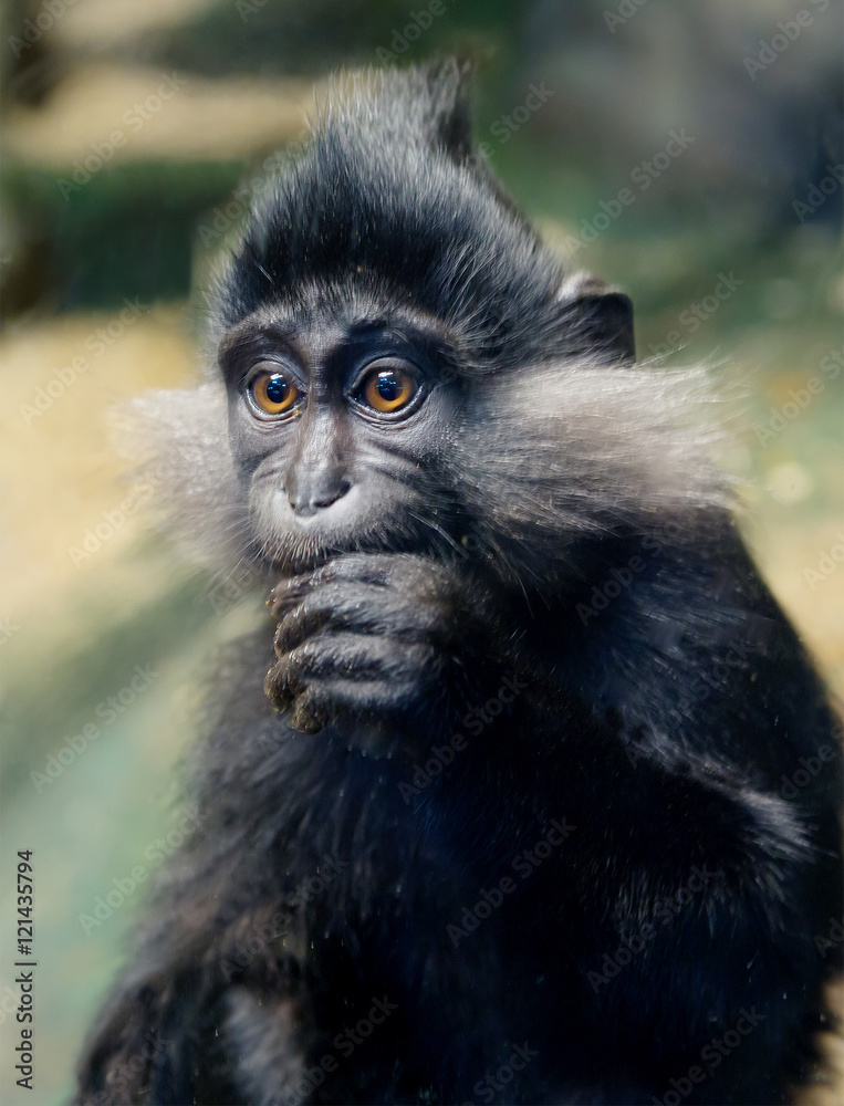 Fototapeta premium Обезьяна Мангобей черный хохлатый