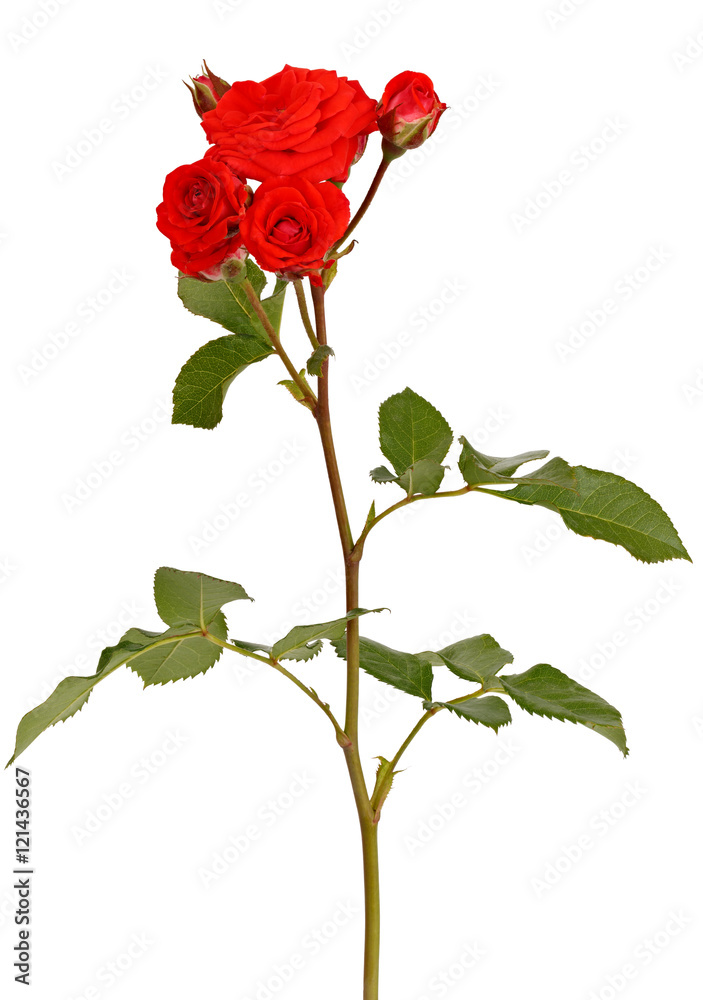 Fototapeta premium Branch with bud blossoming rose flower isolated on white backgro