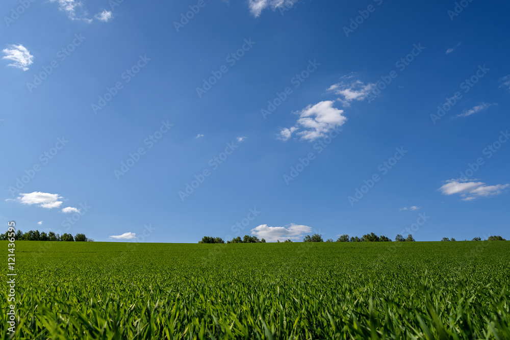 oat field agriculture sprouts