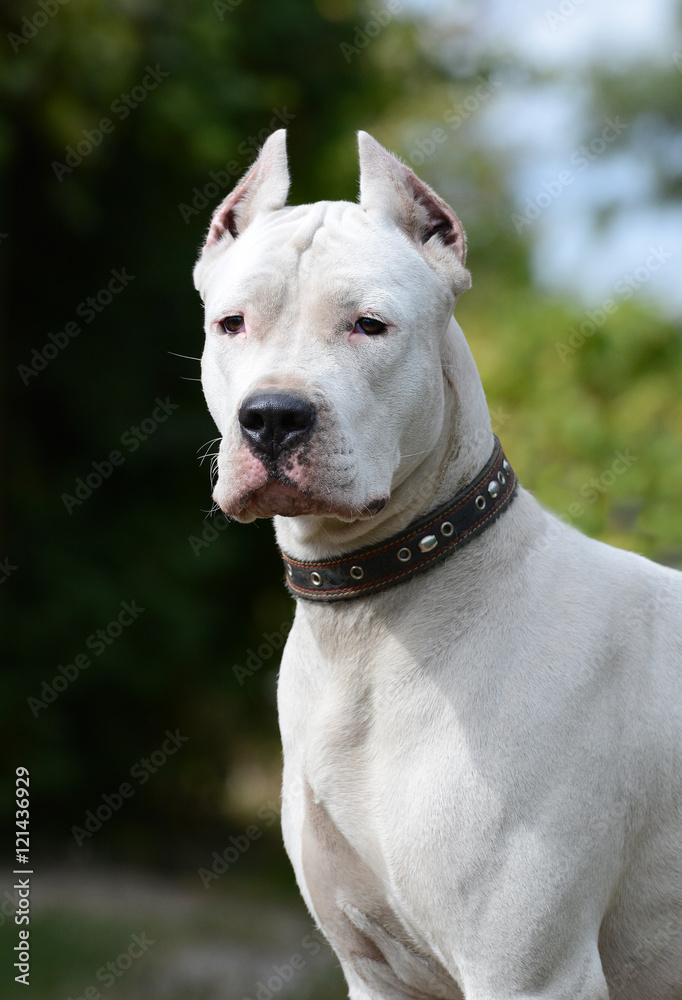 Dogo Argentino portrait