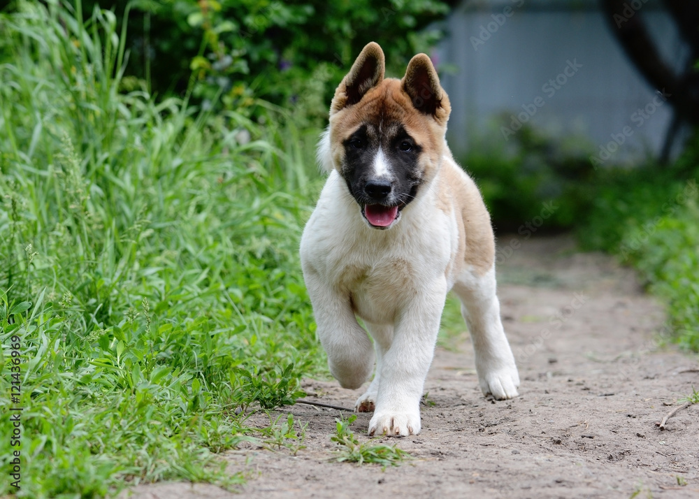 Puppy American Akita