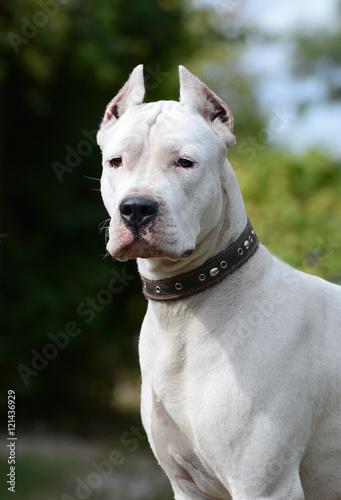 Obraz na płótnie Dogo Argentino portrait w salonie
