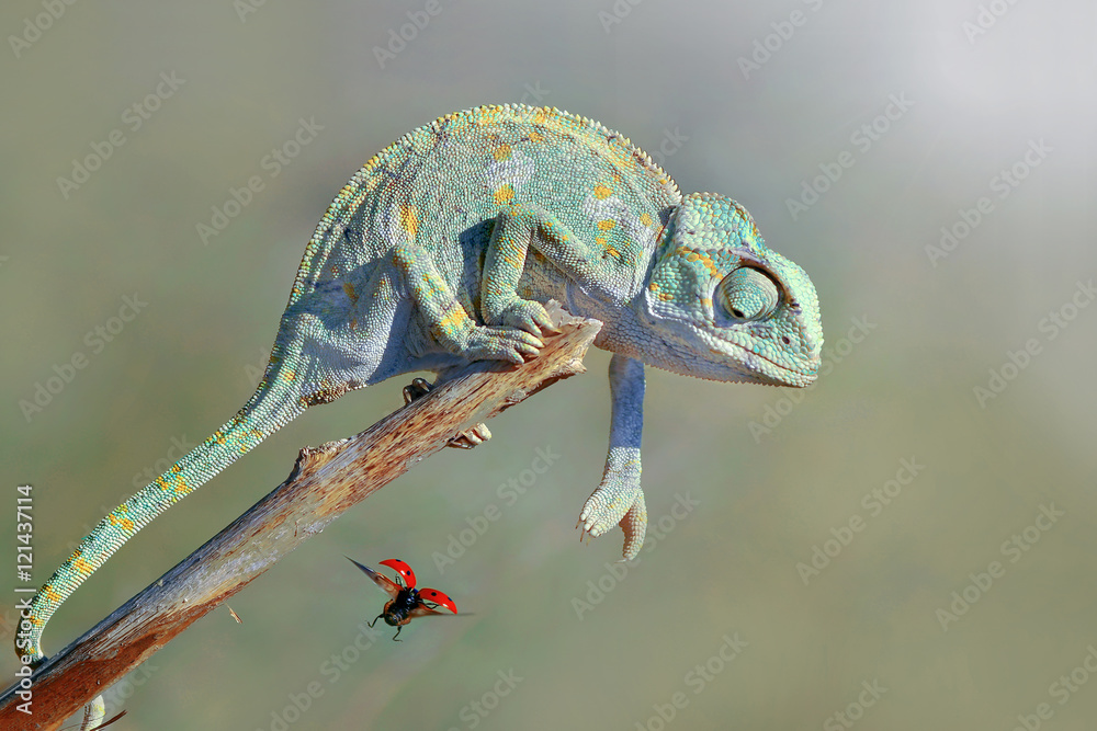 Fototapeta premium Chameleon