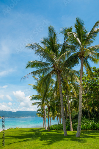 Coconut palm tree with Beautiful Tropical beach