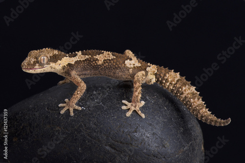 Rough thick-toed gecko, pachydactylus rugosus, South Africa