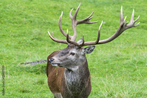 Rothirsch auf der Wiese in den Alpen mit stolzem Geweih © Andy Ilmberger