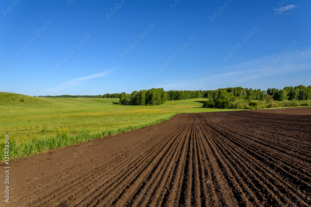 field meadow furrow birch rural field meadow furrow birch rural