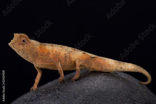 Antahkarana pygmy chameleon  Brookesia antahkarana  Madagascar