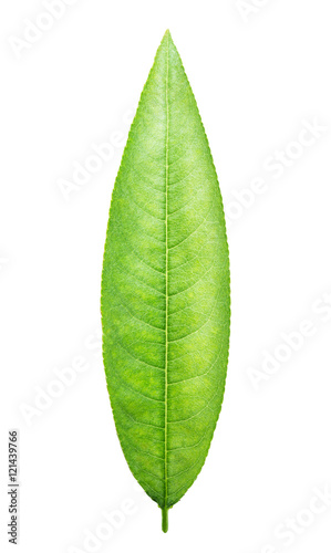 green leaf peach isolated on white background